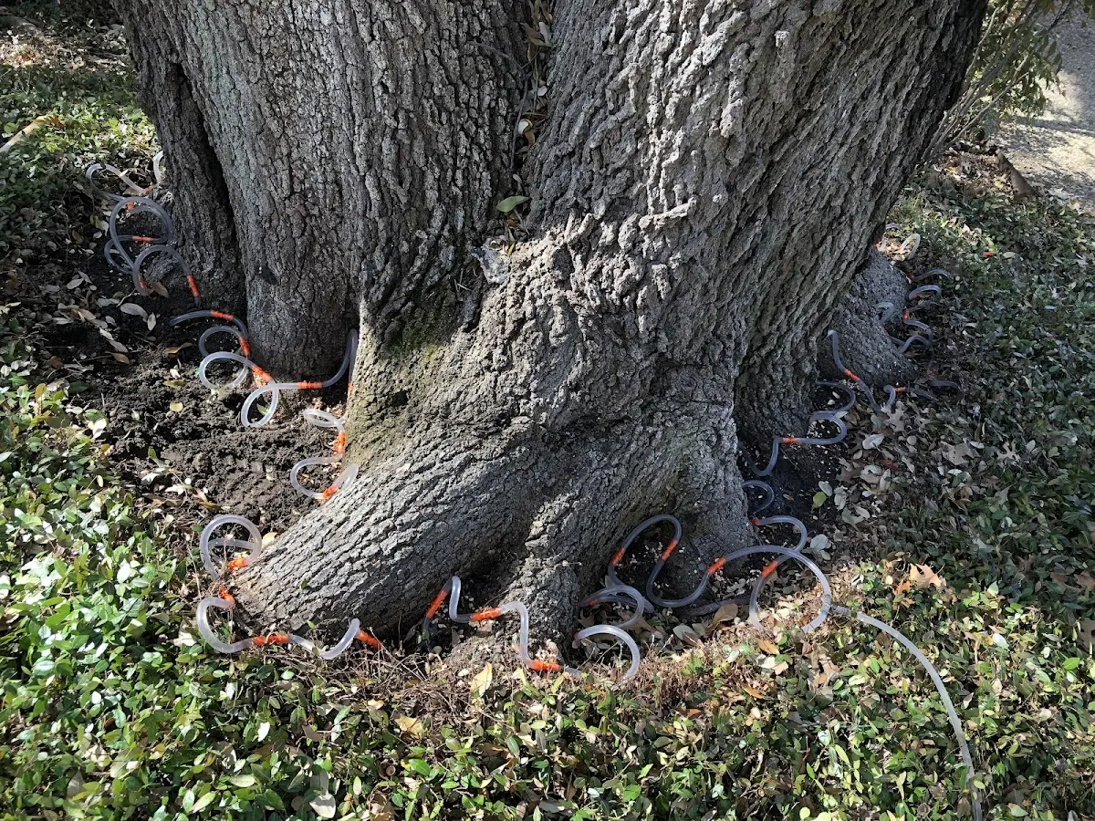 Detailed Tree Cabling and Bracing job site in Nashwauk