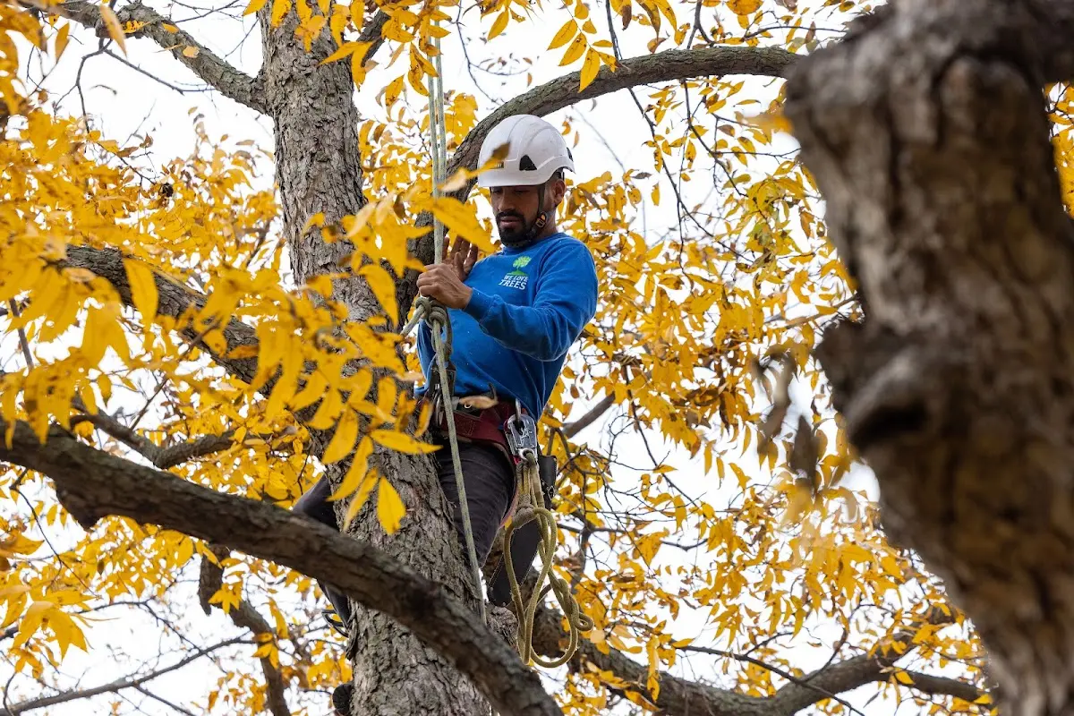 Skilled Tree Pruning crew working in Nashwauk