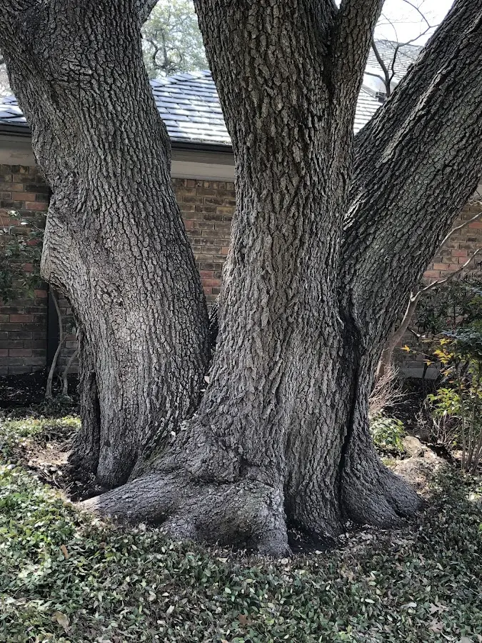 Mature heritage tree close to a Nashwauk property cared for by certified arborists
